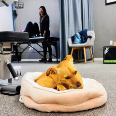 Dr. Cindy at work and our Office Dog Lula